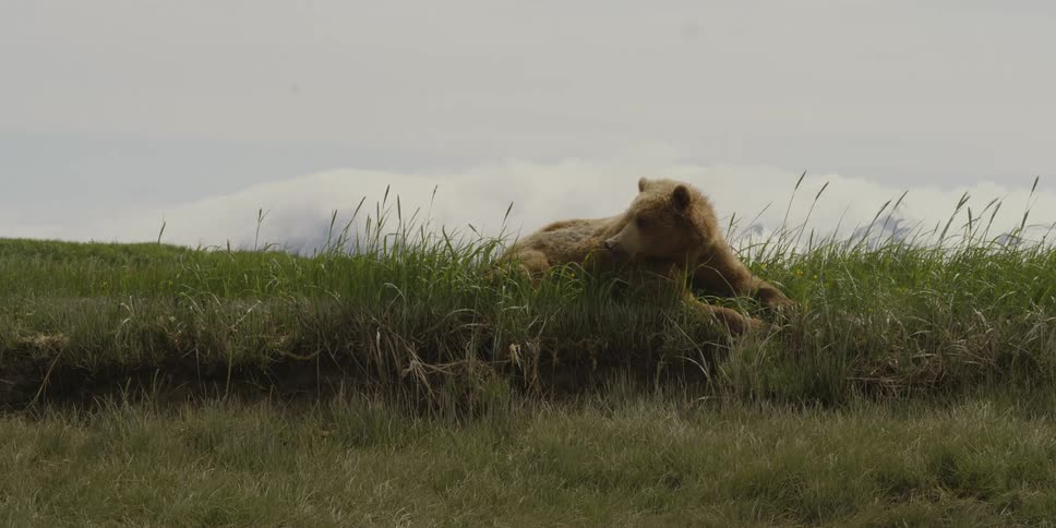 A brown bear is lying in the grass looking around