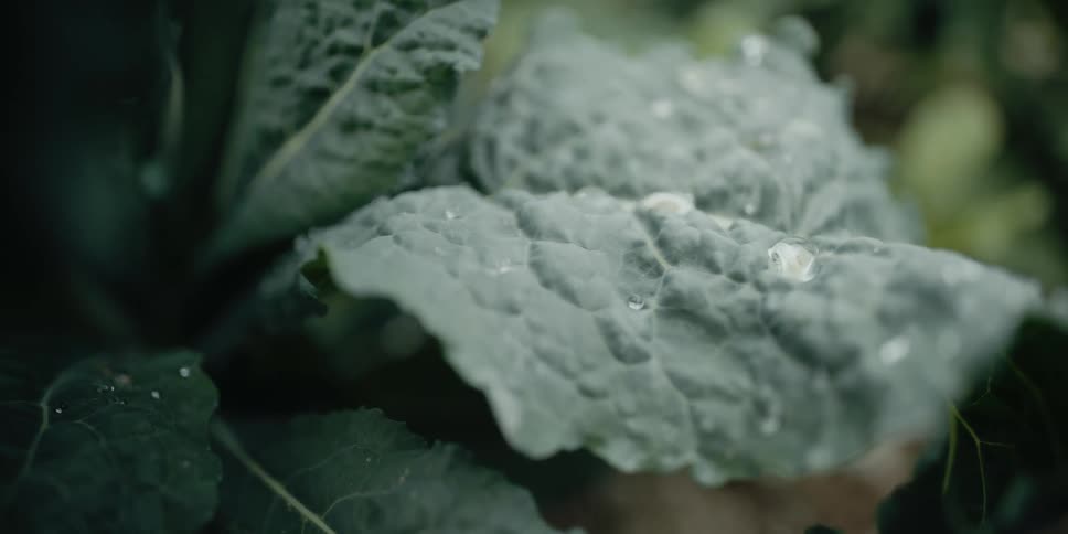 Water droplets on leaves move in the breeze