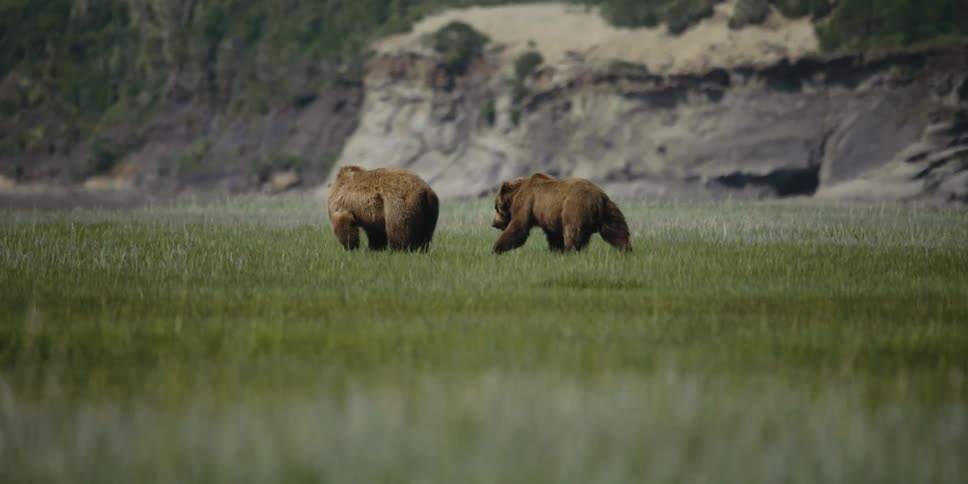 Two bears are walking in a grassland area during spring