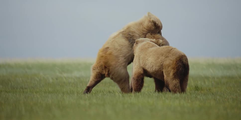 Three bears playing in a grassy field