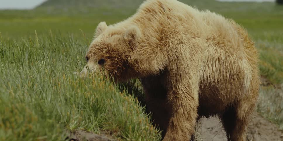 A bear chews plants in a grassland during the day