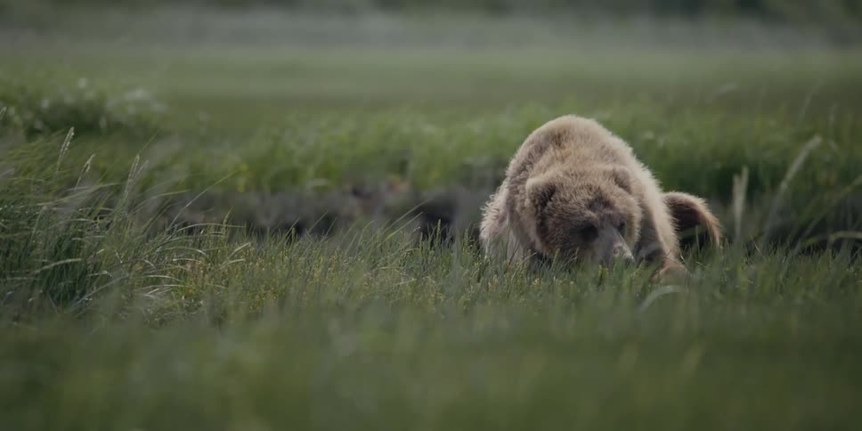 Bear laying on a grassy field on a windy day in the wild