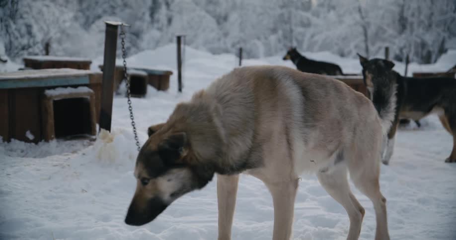 Dogs for a sled team are chained up near their shelters as a man takes off on a snowmobile