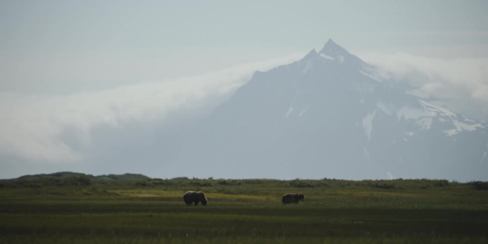 Two grizzly bears walk across field with fog covered mountain in the background