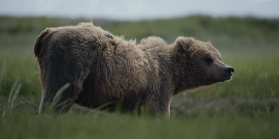 A bear resting in a grassland rises to eats feets and begins to walk