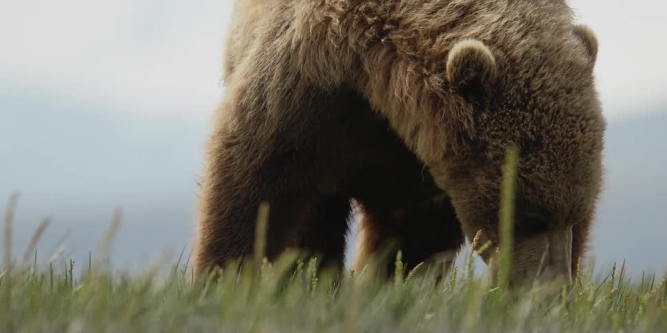 A bear is grazing on a grassland field during spring