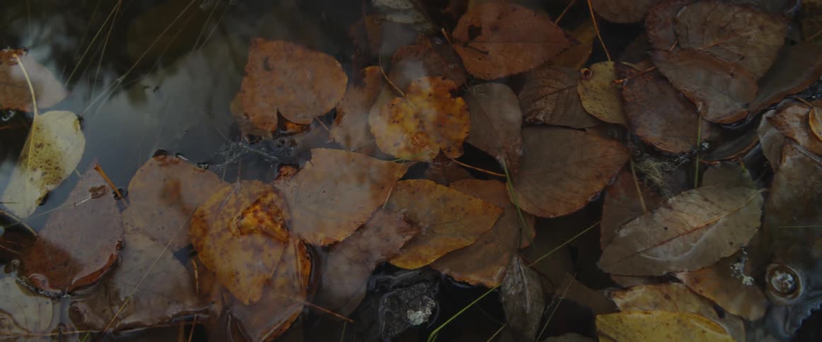 The puddle is full of leaves