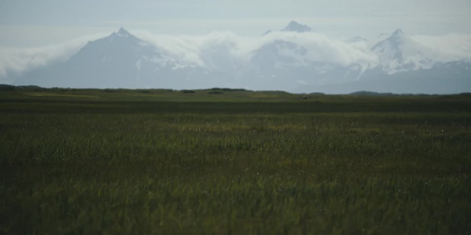 Grass rustles in the wind in a vast plain during the day