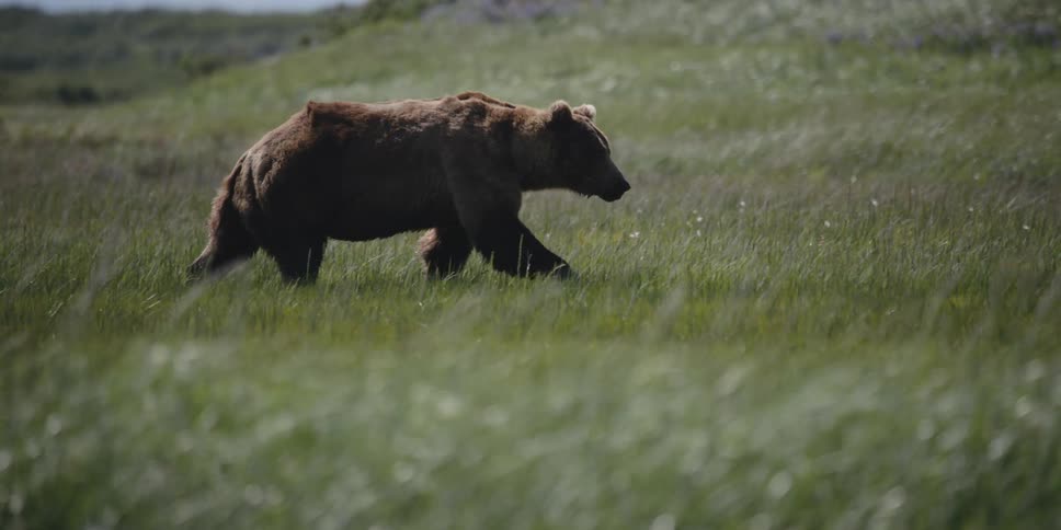 Grizzly bear walks through field on windy day with hills in background