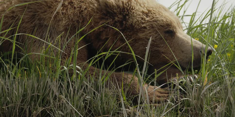 A bear sleeping in a field during the day