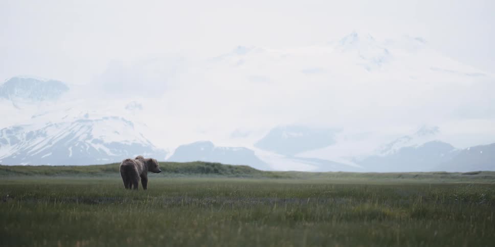 Brown bear grazing in an open field with snowcapped mountains in the distance