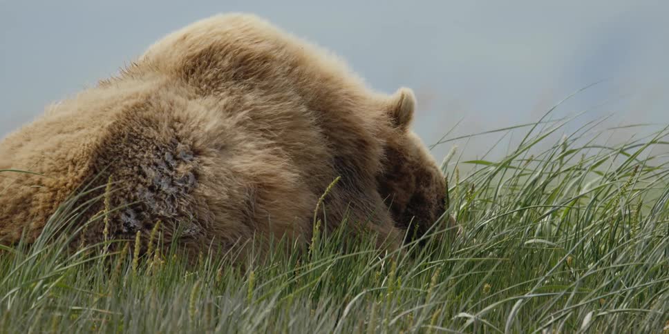 A bear rests in the grass of a windy field during the day