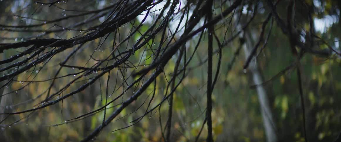 Water droplets drip from the branches of a trees and there is a forest in the distance