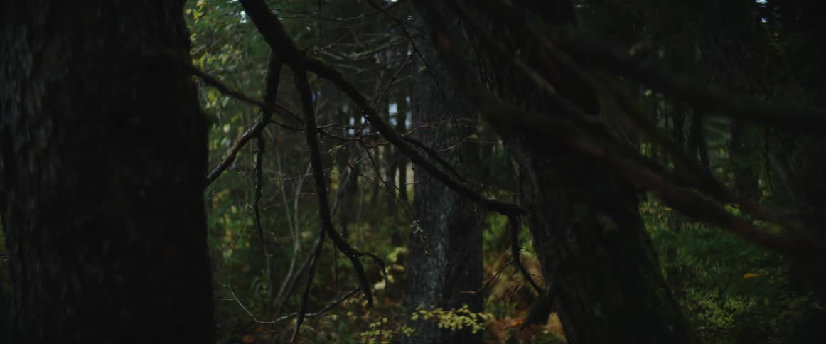 Low hanging branches on a tree in a forest on a rainy day