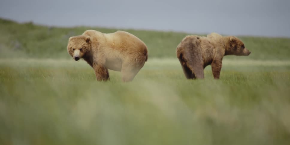 A pair of bears eat while standing in a windy grassland during the day