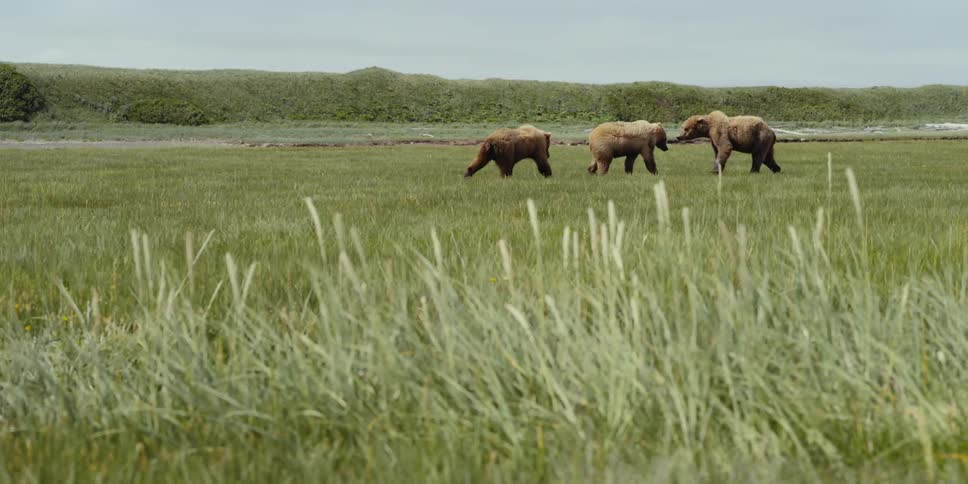 A group of bears play together in a grassland during the day