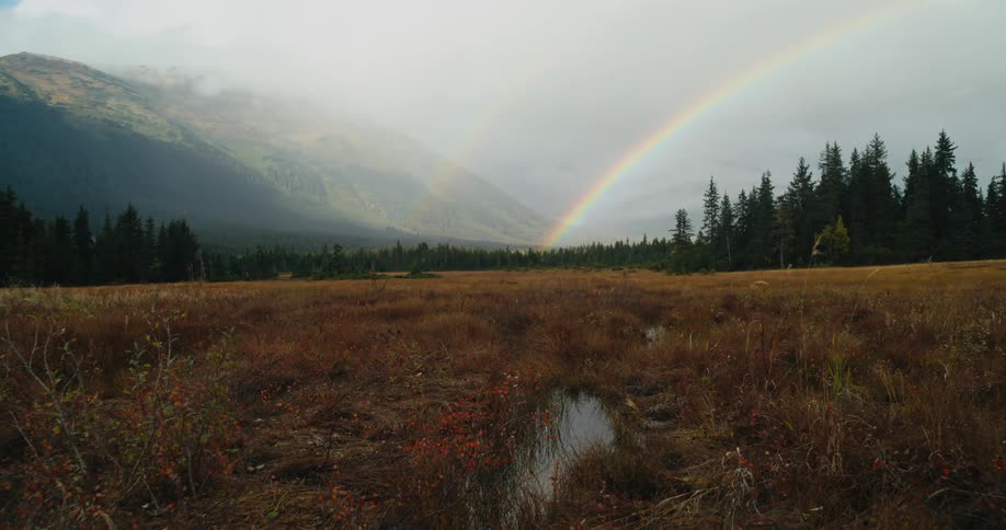 A rainbow arc over evergreen trees to the base of mountains with a grassy plain in front