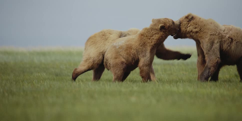 A group of bears play together in a windy grassland during the day