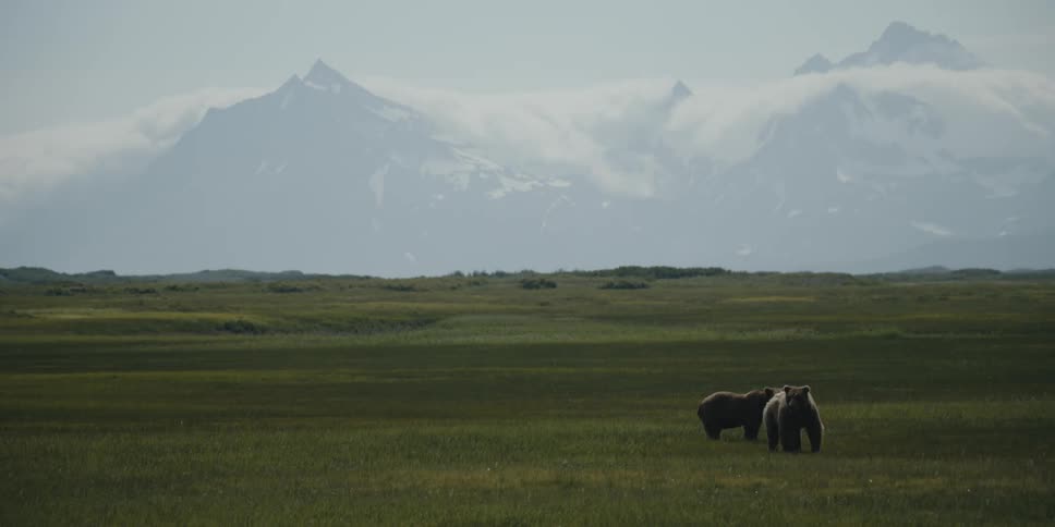 A pair of bears stand together in a grassland during the day