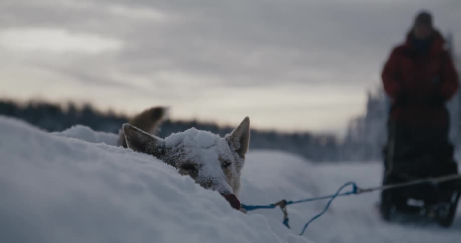 The sled dog plays in the snow
