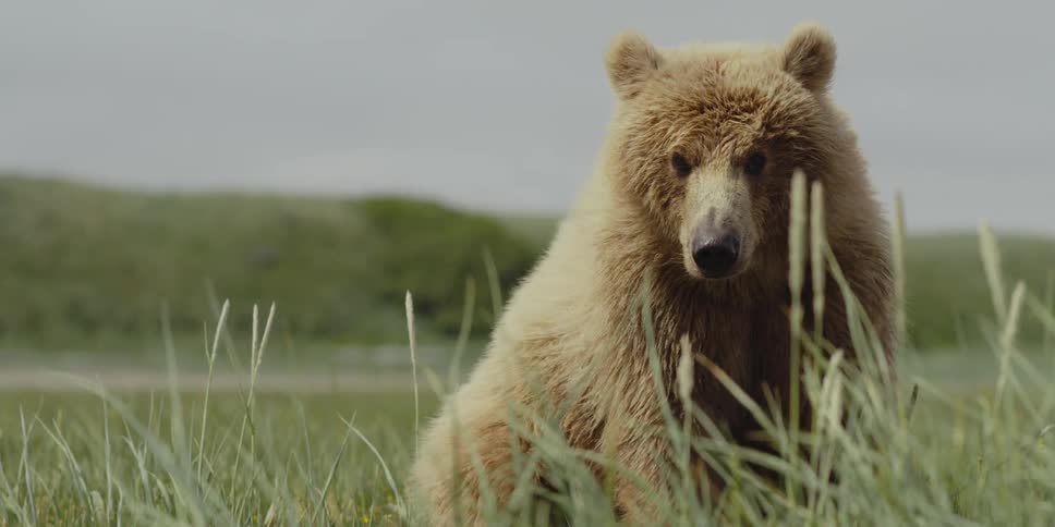 A bear is sitting in a grassland area during spring