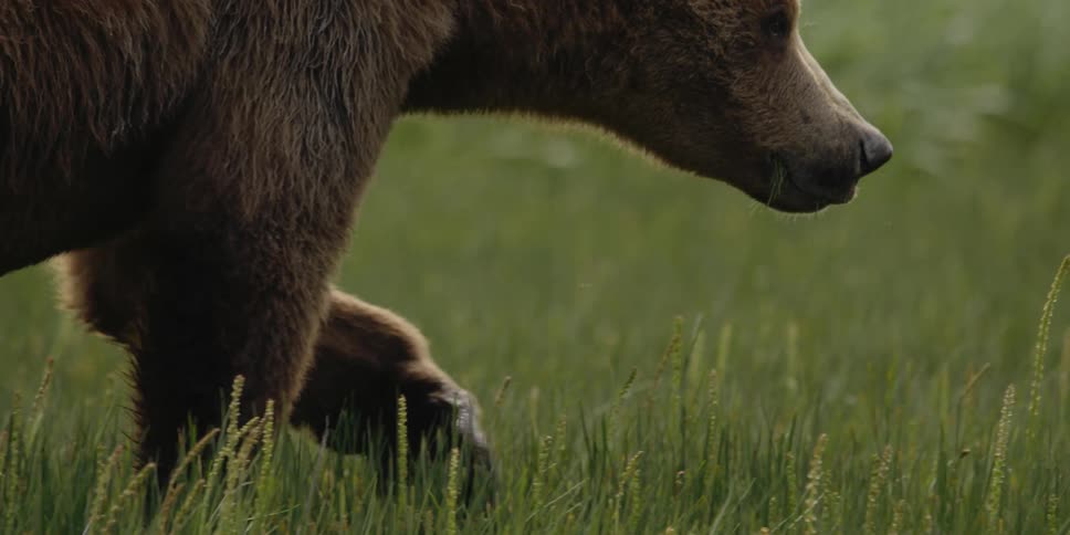 A brown bear is walking across a field and eating grass