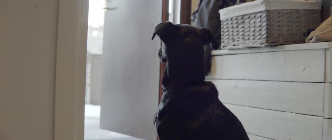 A black pet dog waits patiently by the open door of a modern home.