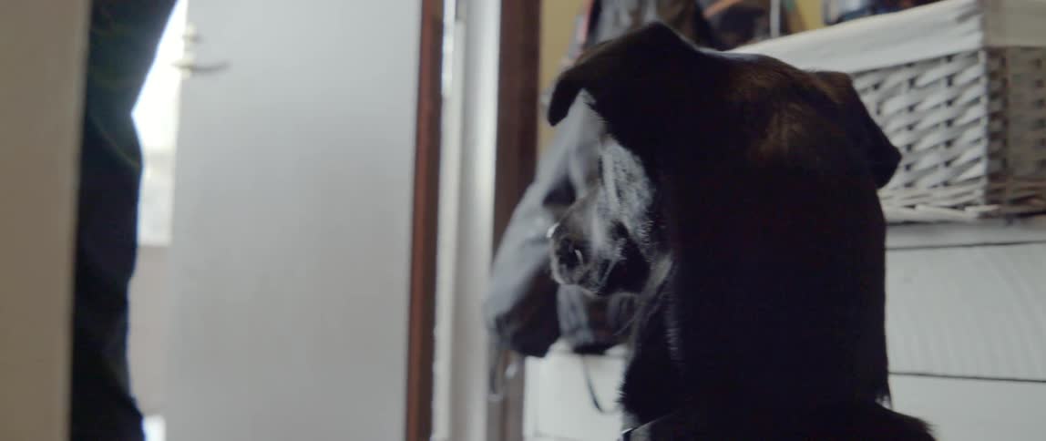 A black dog watches attentively as a person prepares to leave the modern home.