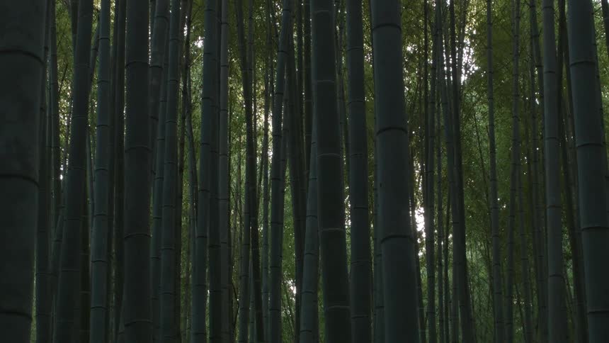 Tall bamboo trees fill this forest