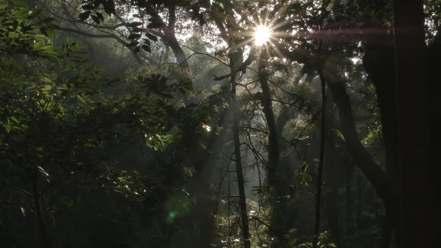 Sunlight streams through forest trees