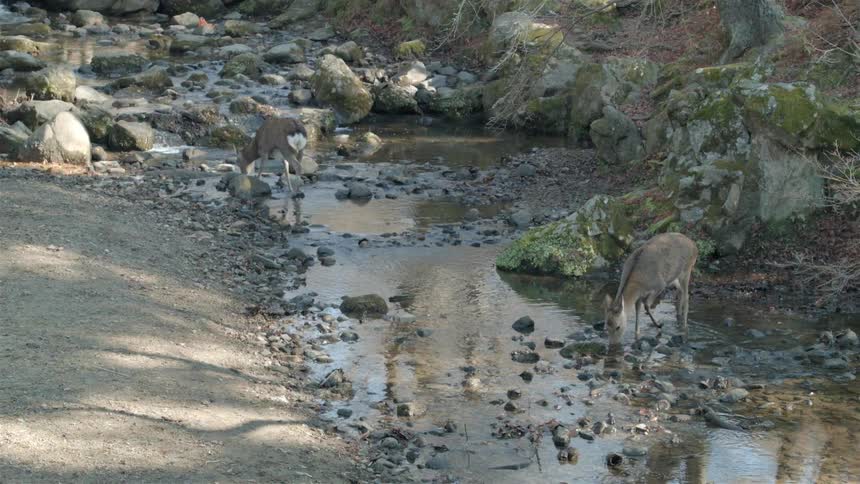 Two deer drink from a rocky creek