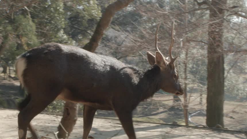 Deer walk near a sidewalk in a wooded area