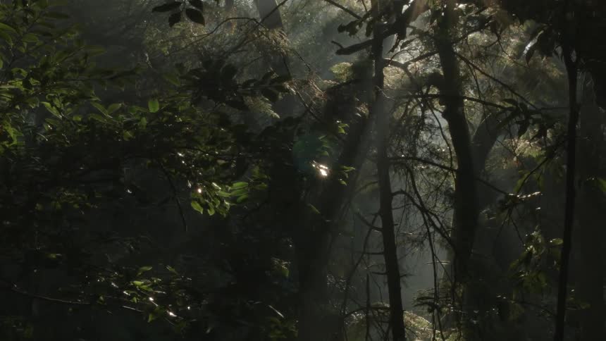 Sunbeams shine through a dense, dark forest
