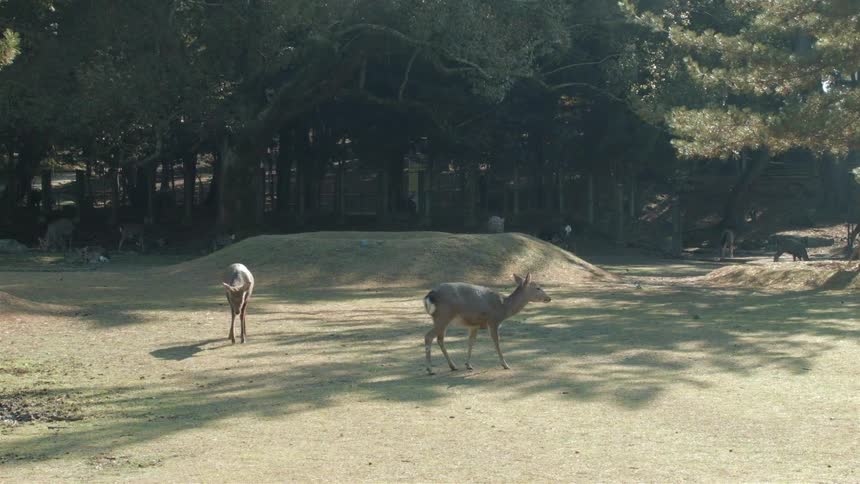 Two deer walk on a field by the forest