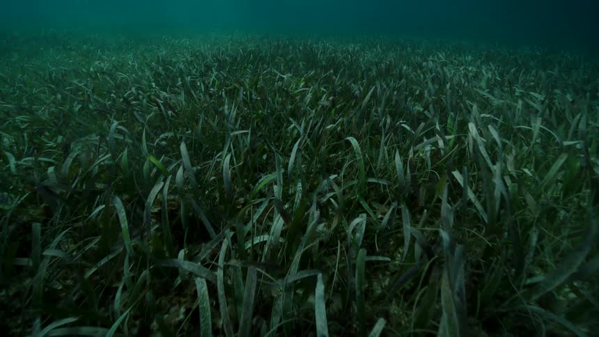 A lush green bed of underwater seagrass
