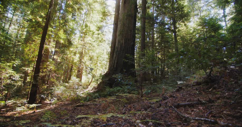 A view of a tree in the forest