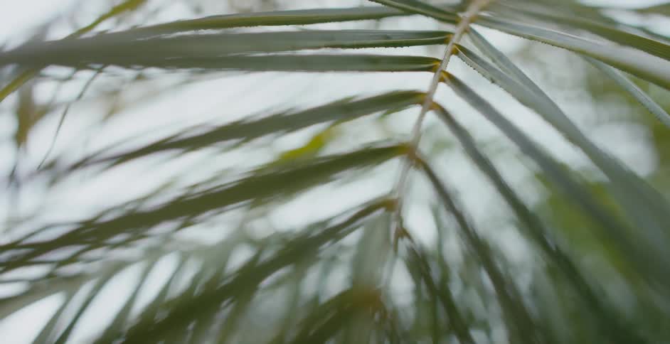 A close up of a palm leaf outside