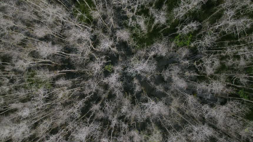 Birds eye view of trees in a forest is displayed