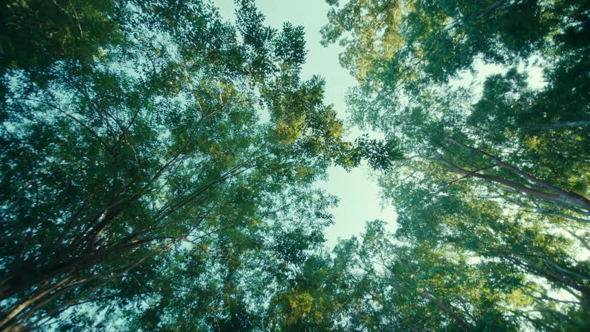 Sunlight shines brightly through the trees in a forest