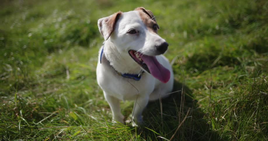 A dog is outside sticking his tongue out in the grass