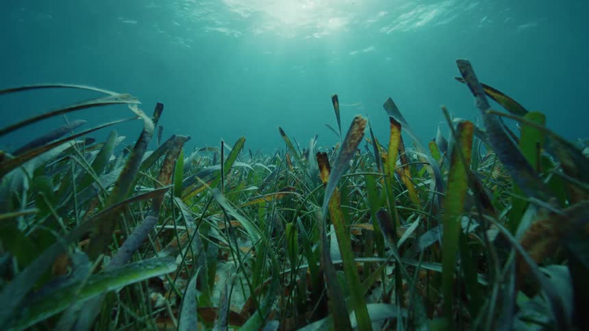The seaweed moves underwater