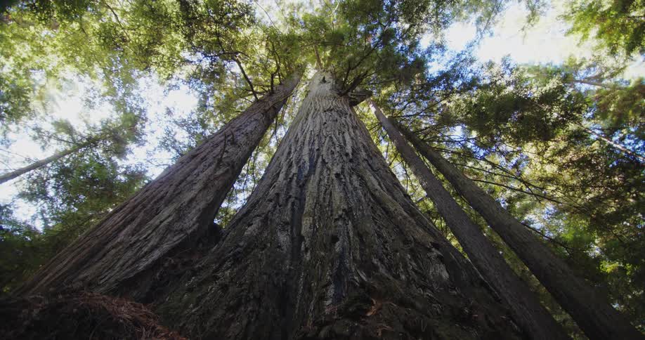 Tall trees in a forest on a summer day