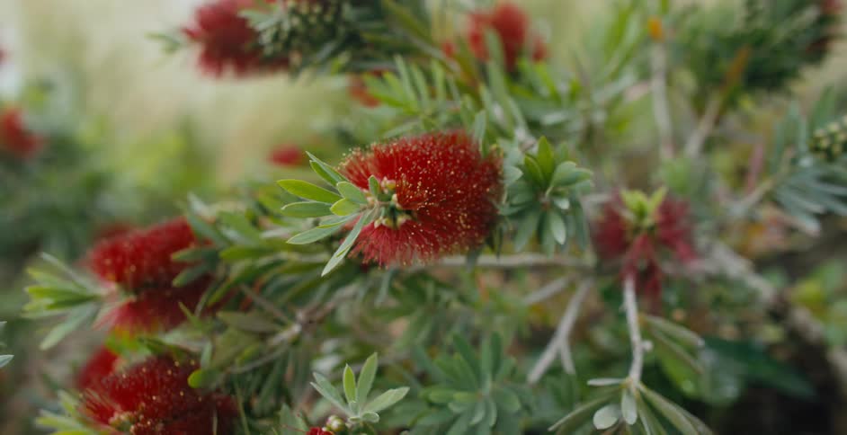 Close up view of blossoms on a plant is displayed