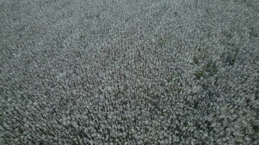 Birds eye view of pine trees in a wooded area