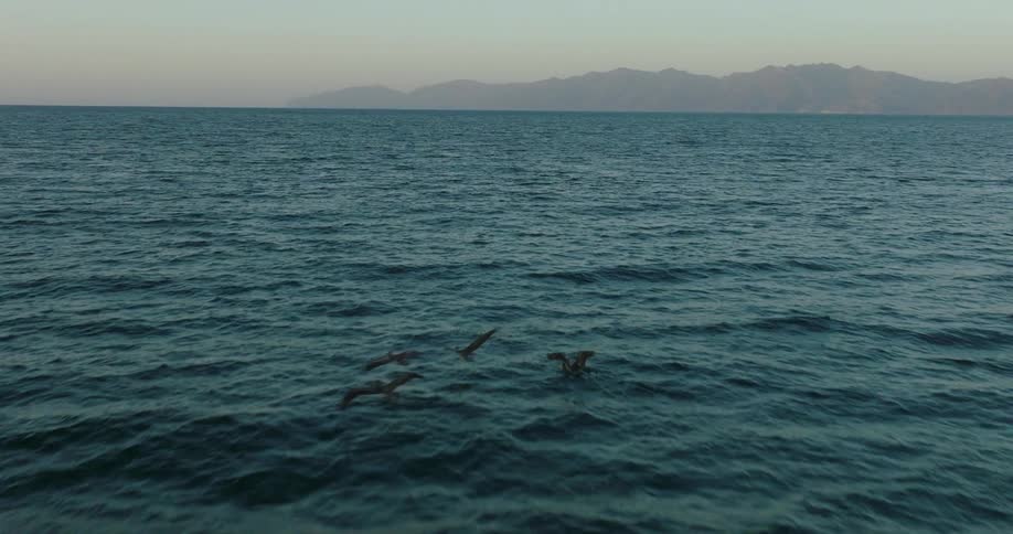 Birds are flying above the ocean water at dusk
