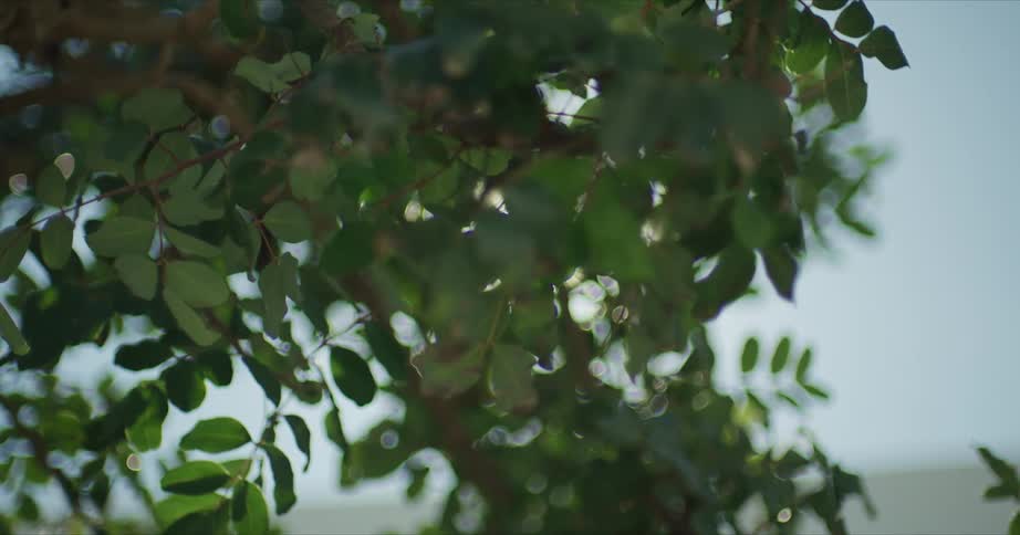 The sun shines brightly through the leaves on a tree