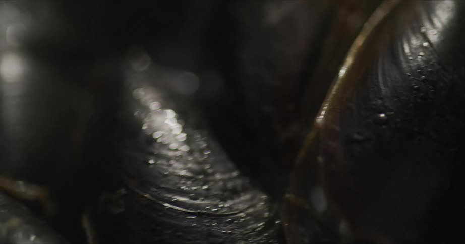 Mussels swaying back and forth while being cooked