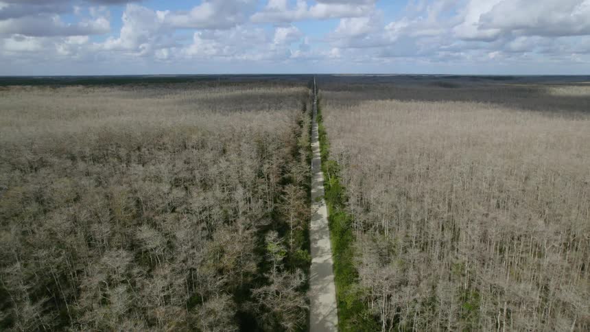 An aerial view of a road in a forest
