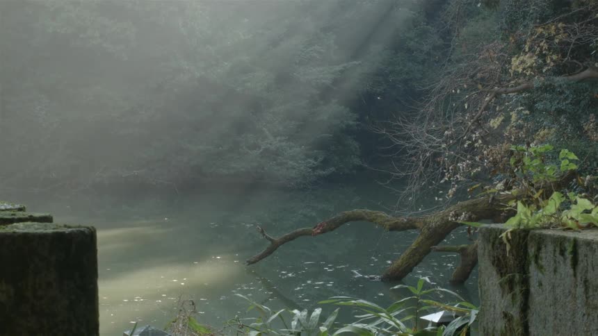 Sunlight streaming through trees and landing on a body of water