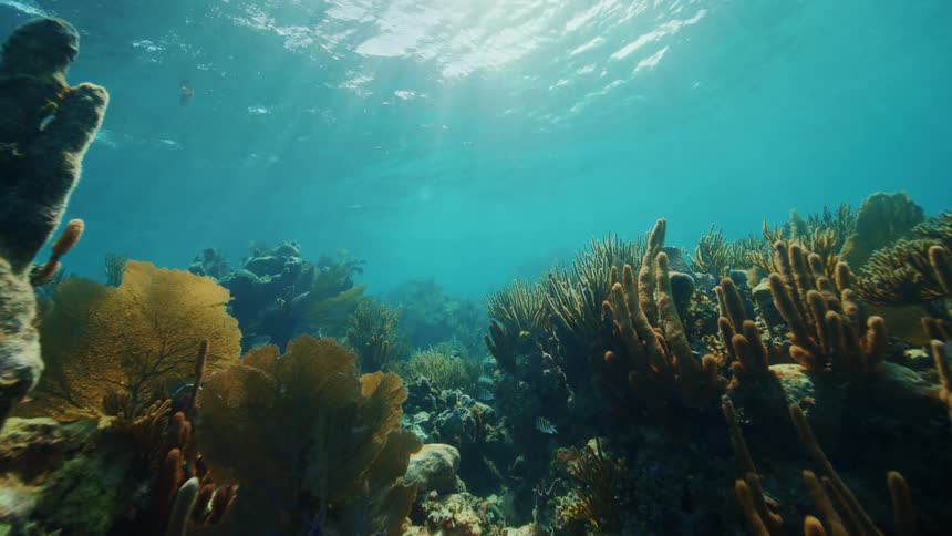 A view of coral under the ocean water is displayed